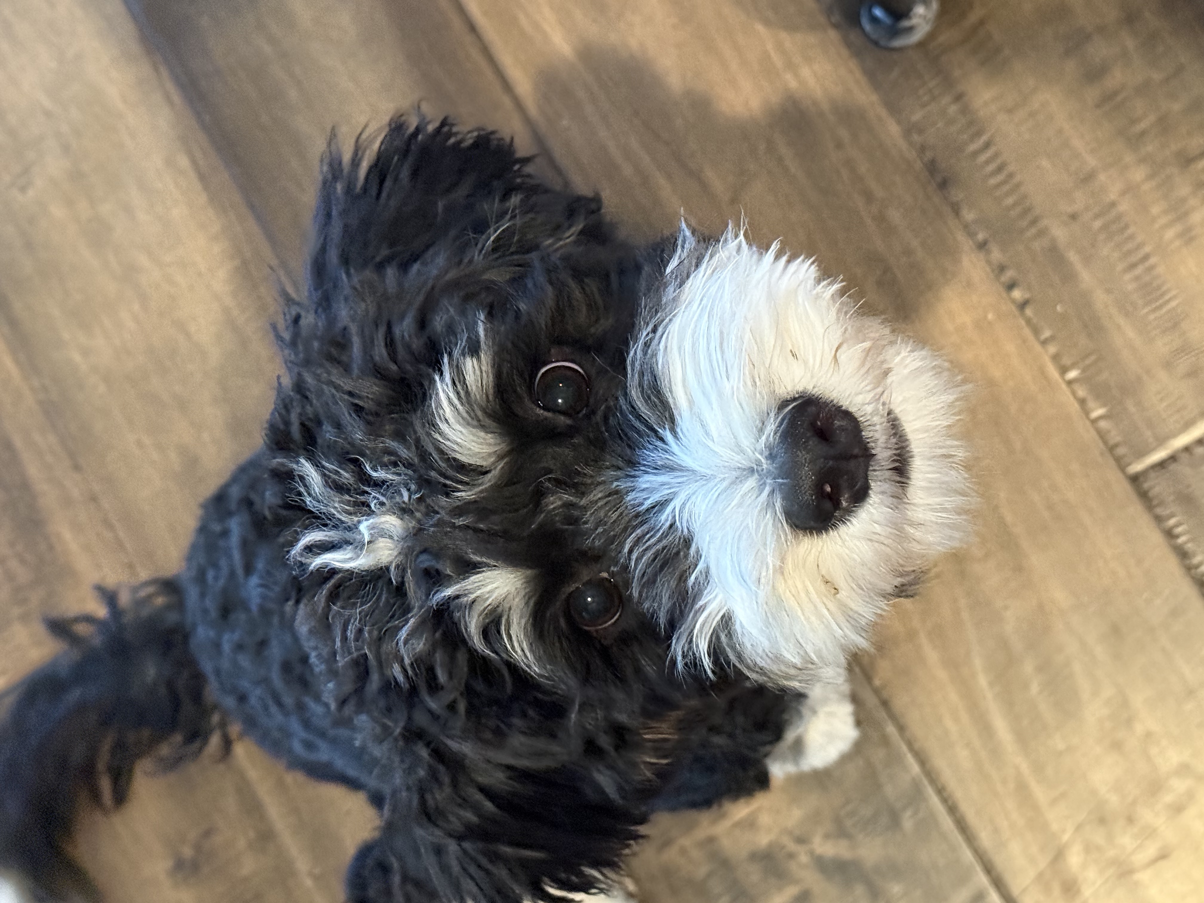 Barli the mini bernadoodle puppy