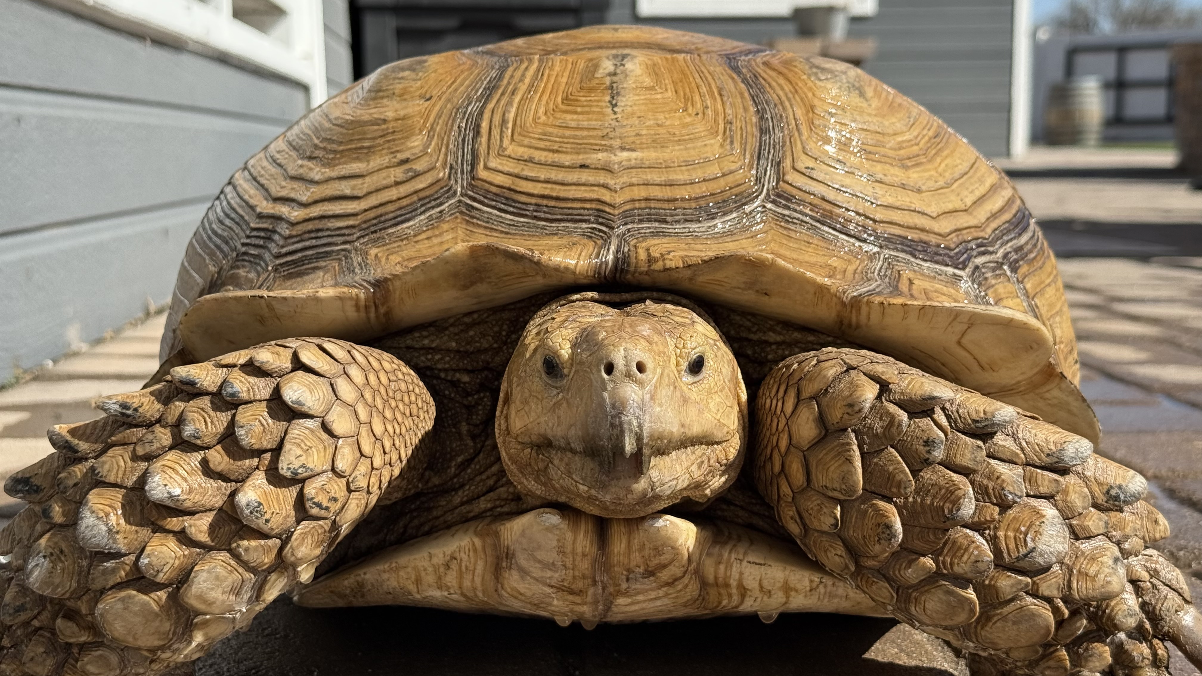 Clover the Sulcata African tortoise