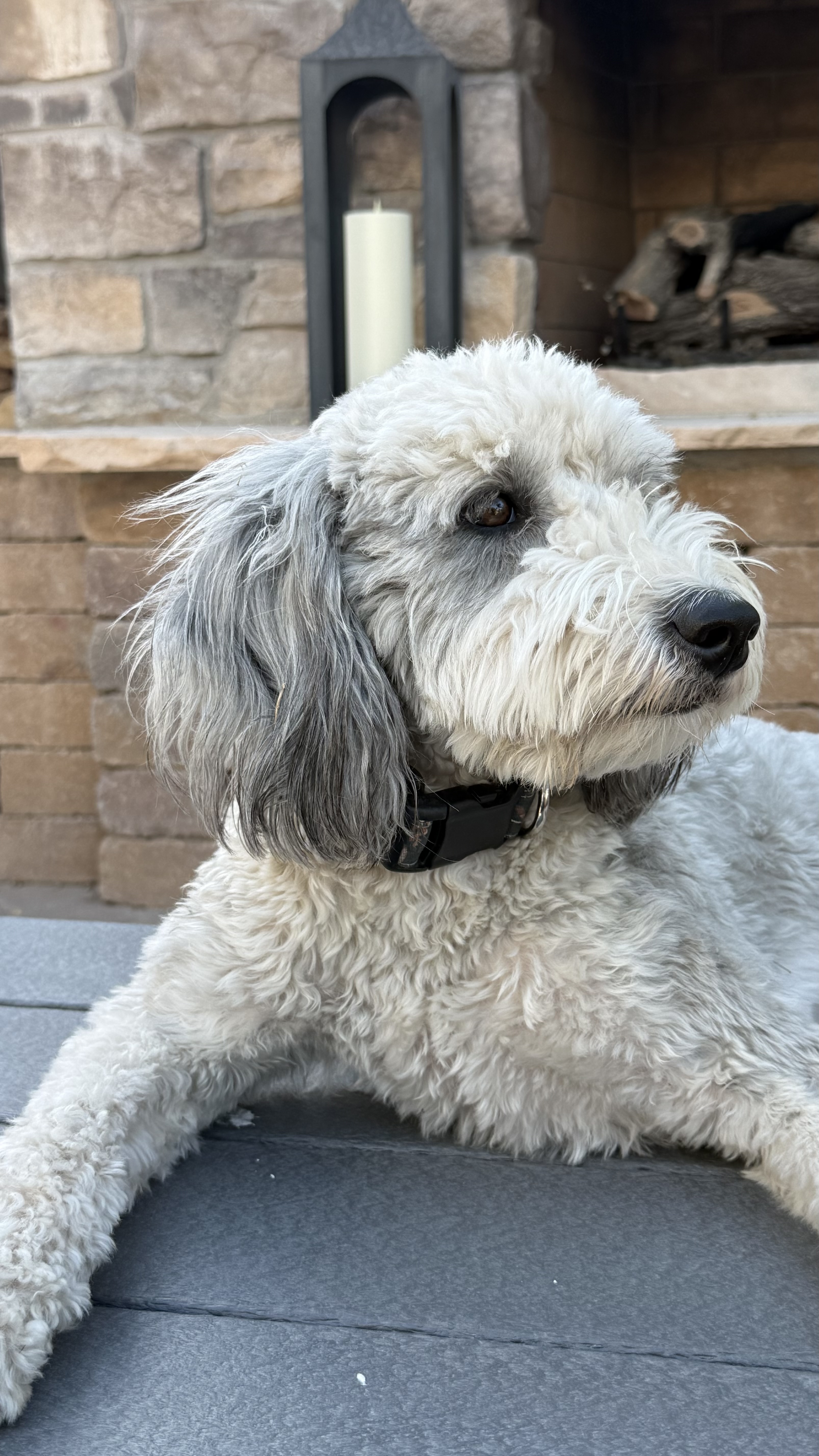 Millie the sheepadoodle