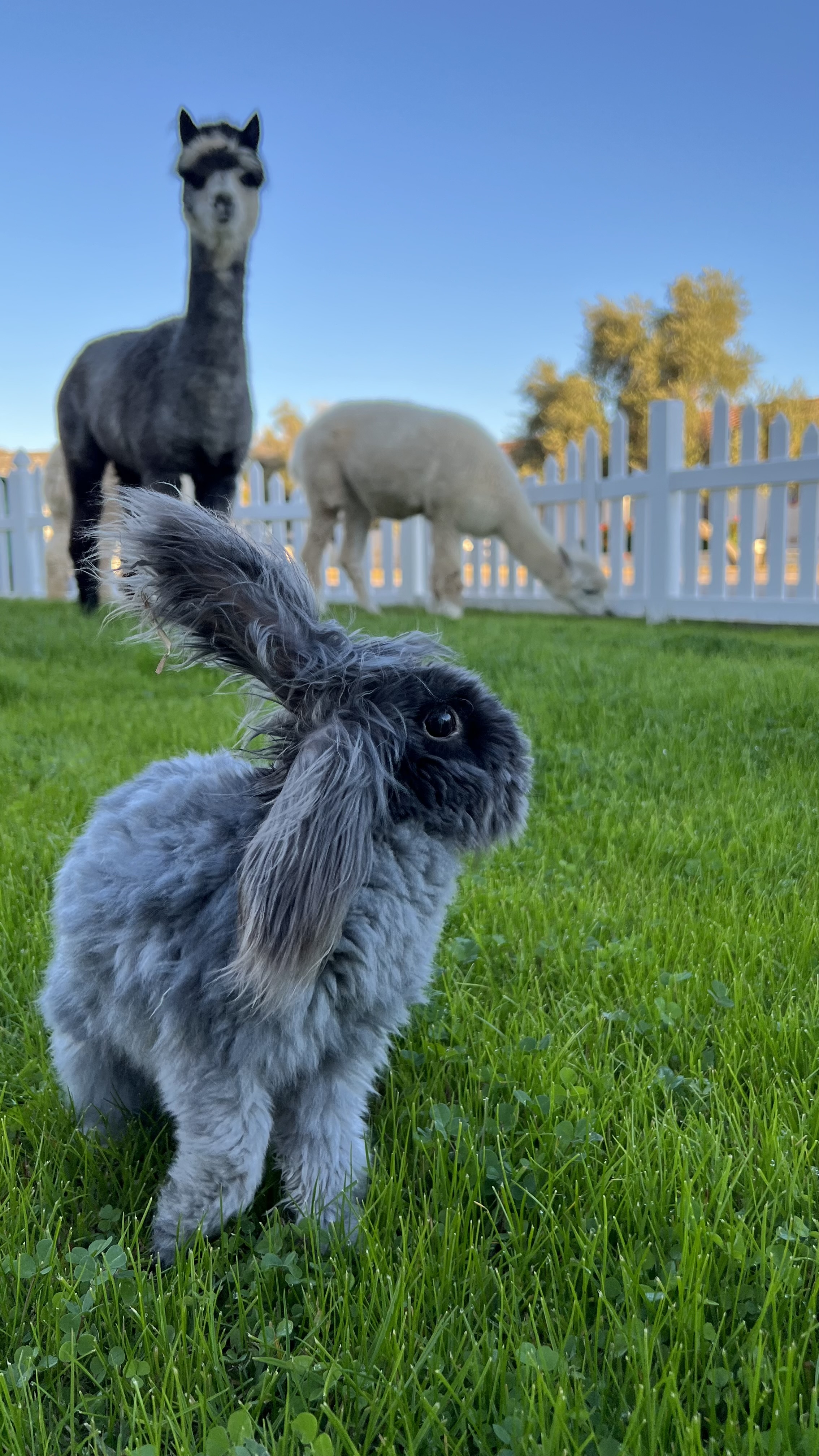Monty the English Angora rabbit