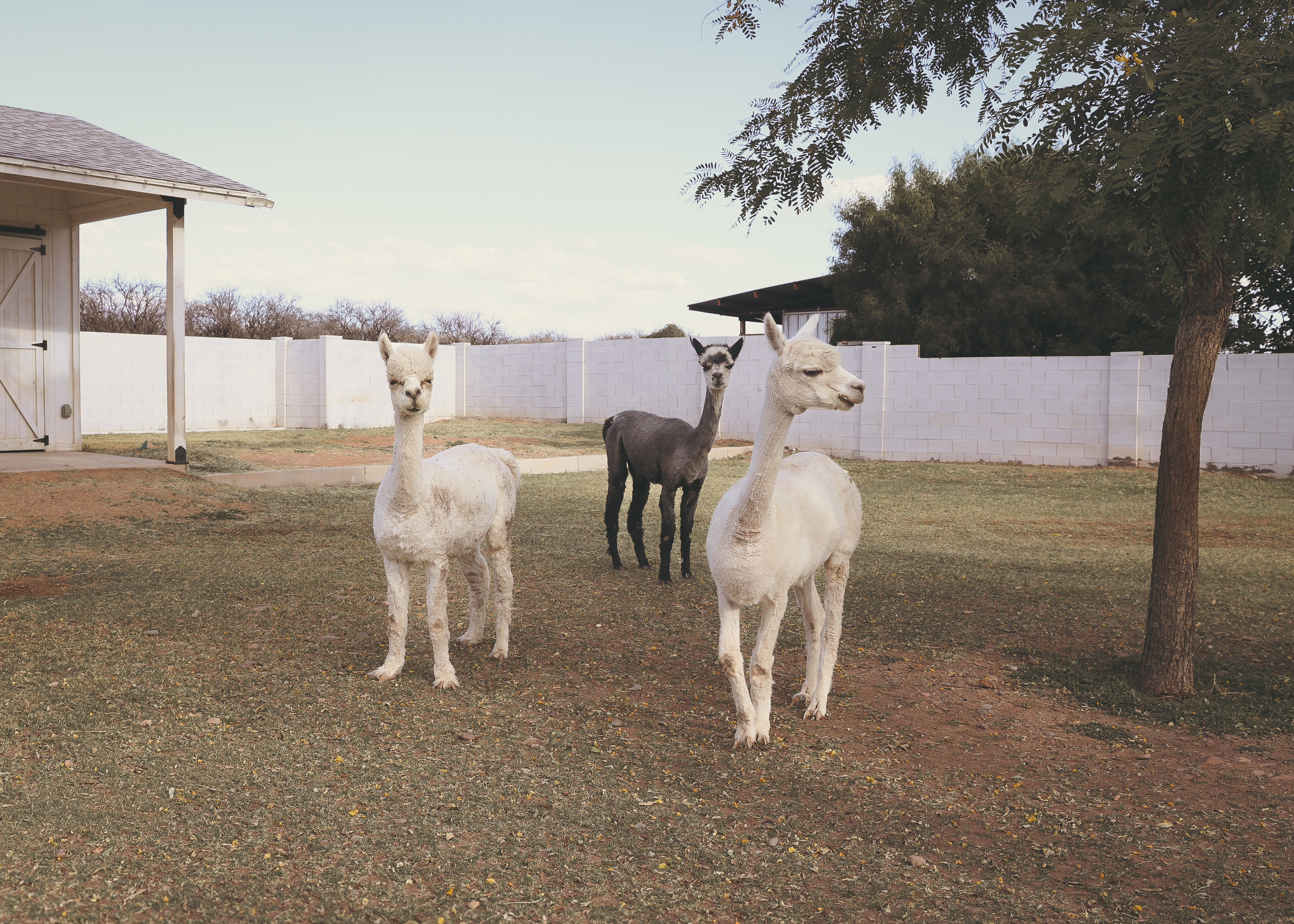 Alpacas in the pasture
