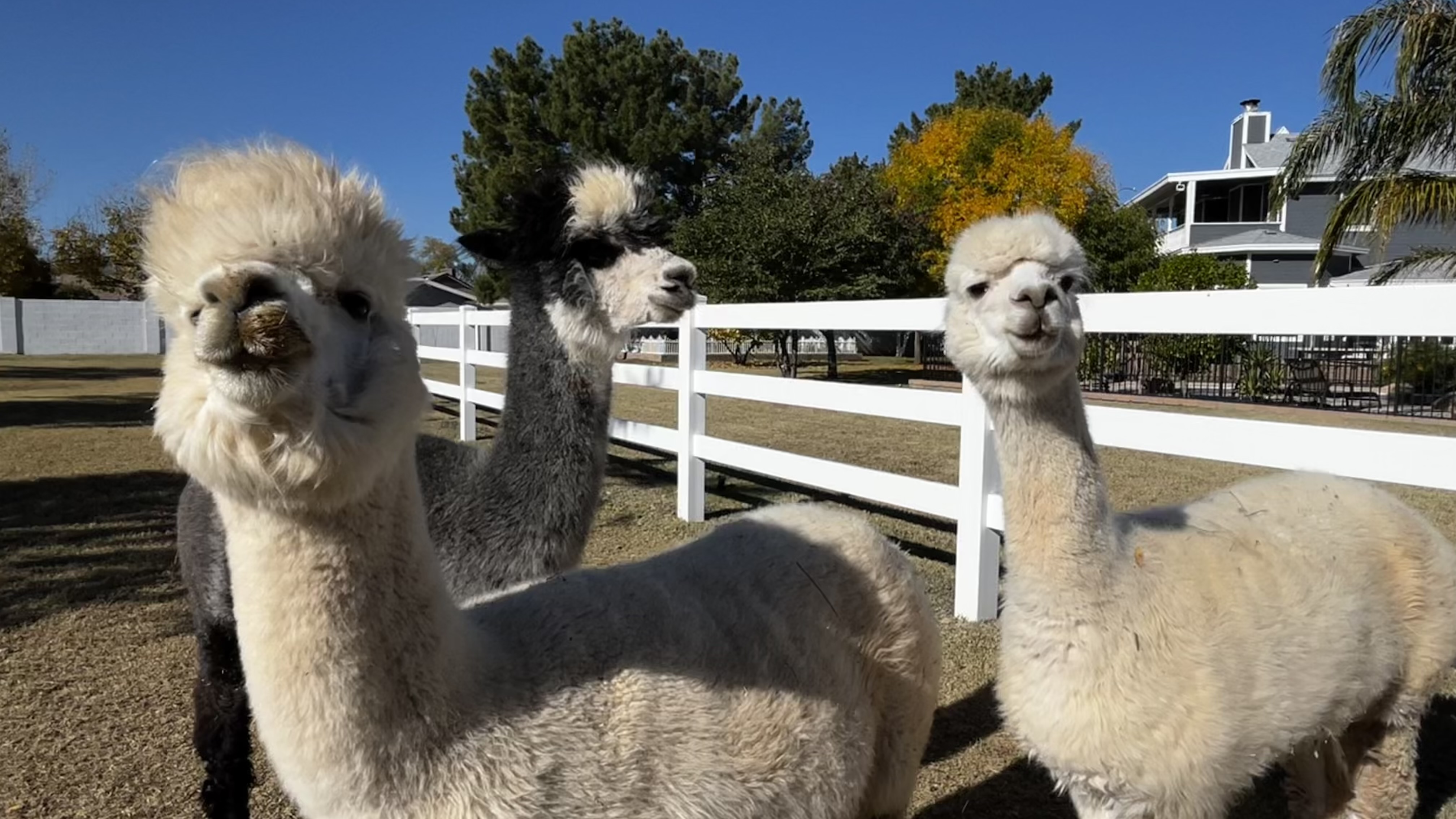 Bramblecroft alpacas in the pasture