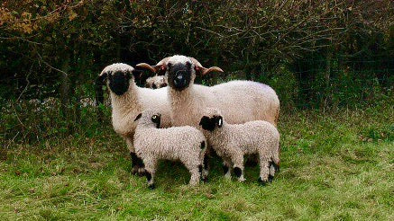 The Latest on our Valais Blacknose Sheep