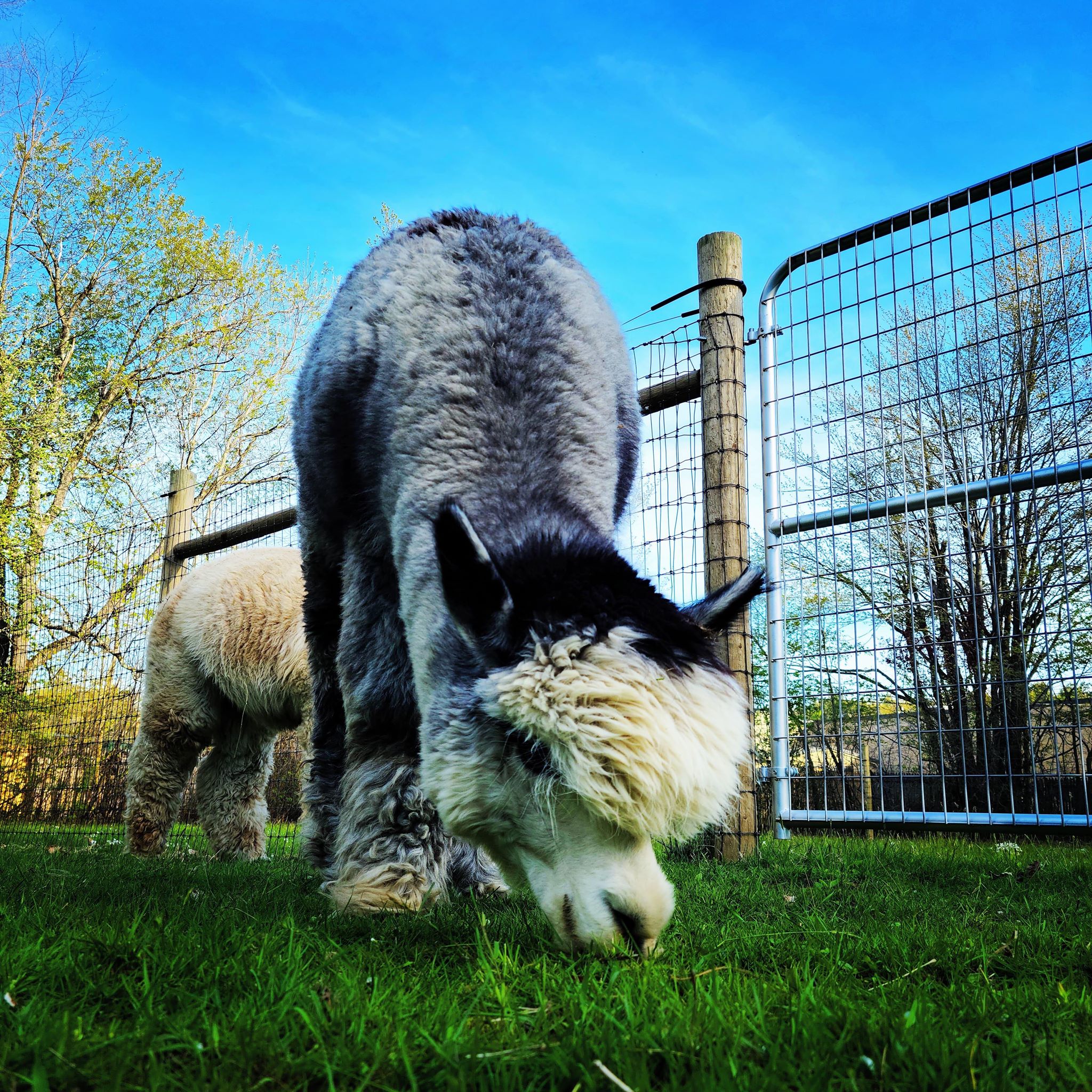 Yarn: Winston, Light Gray DK