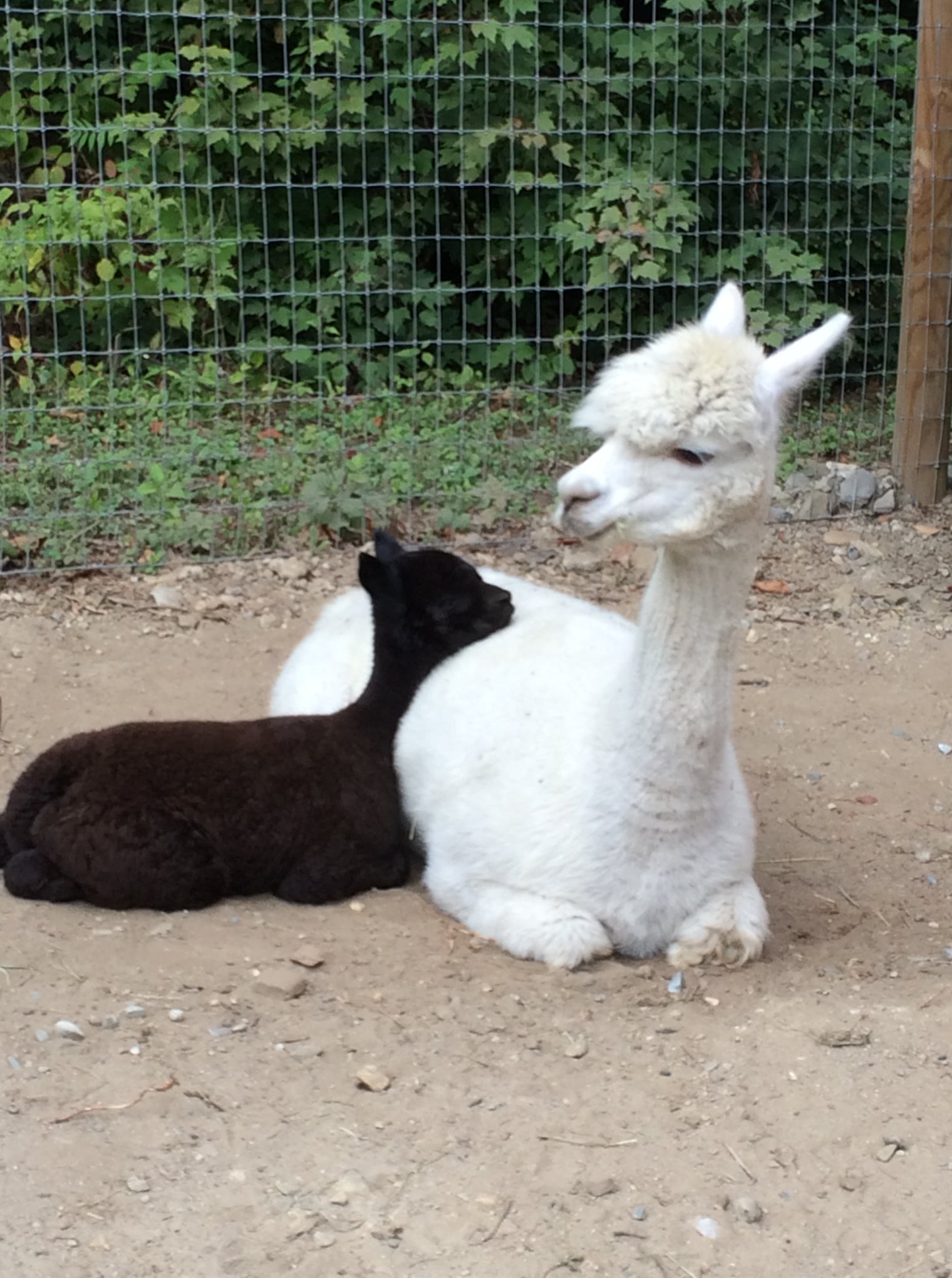 Yarn: Salem, Black DK