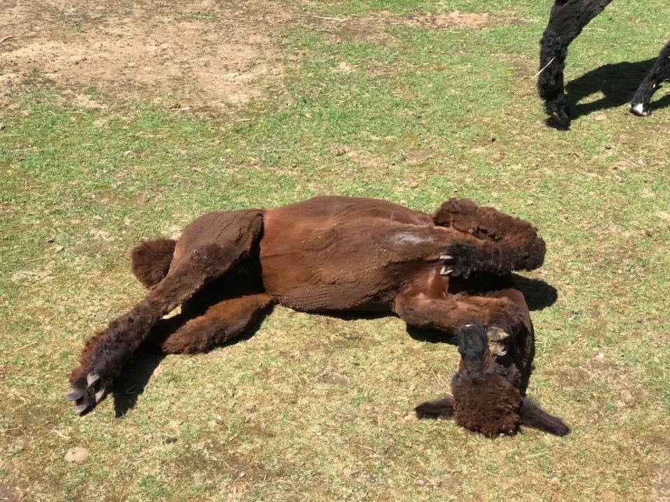 Yarn: Irene, Dark Brown DK