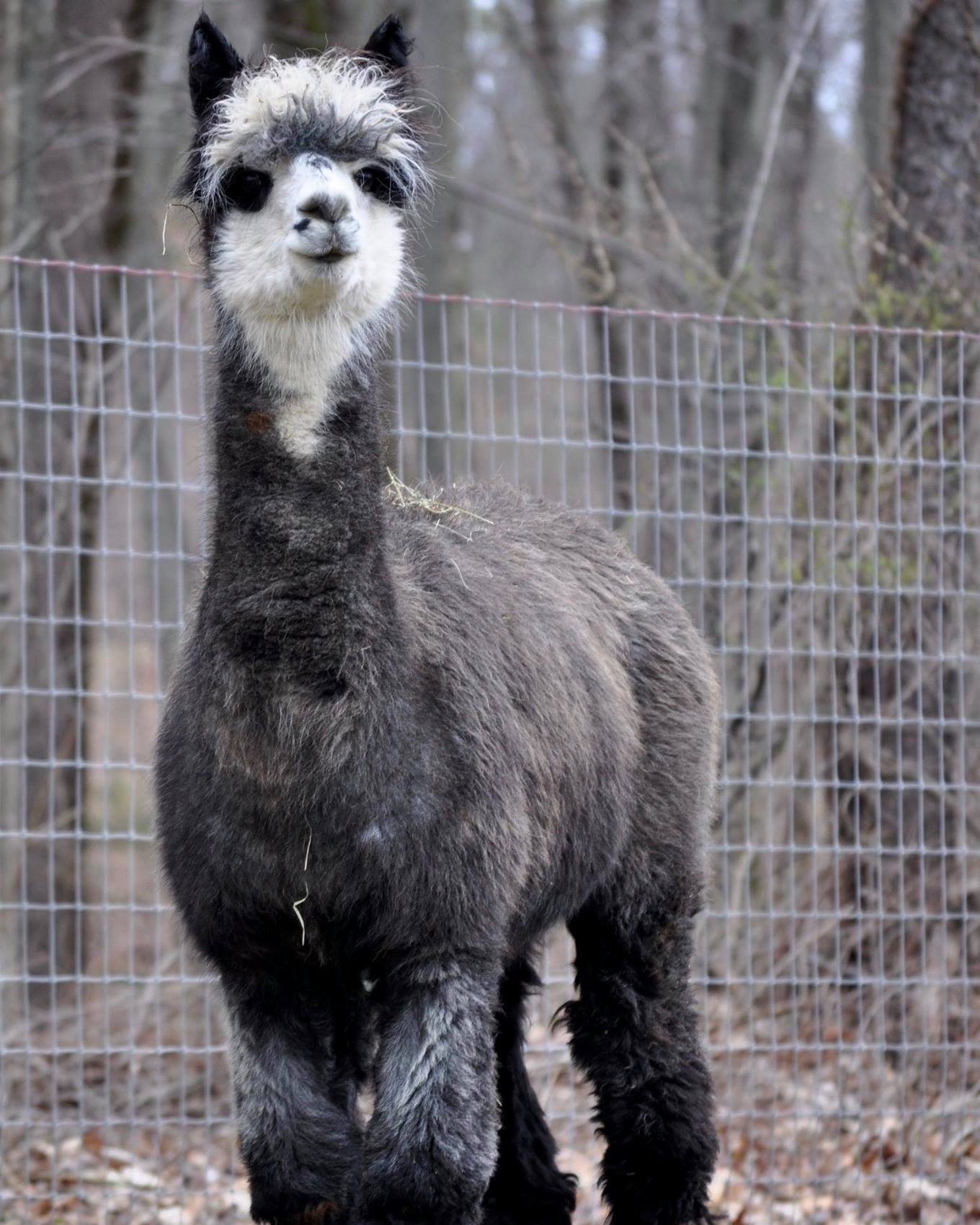 Yarn: Winnie, Dark Gray DK