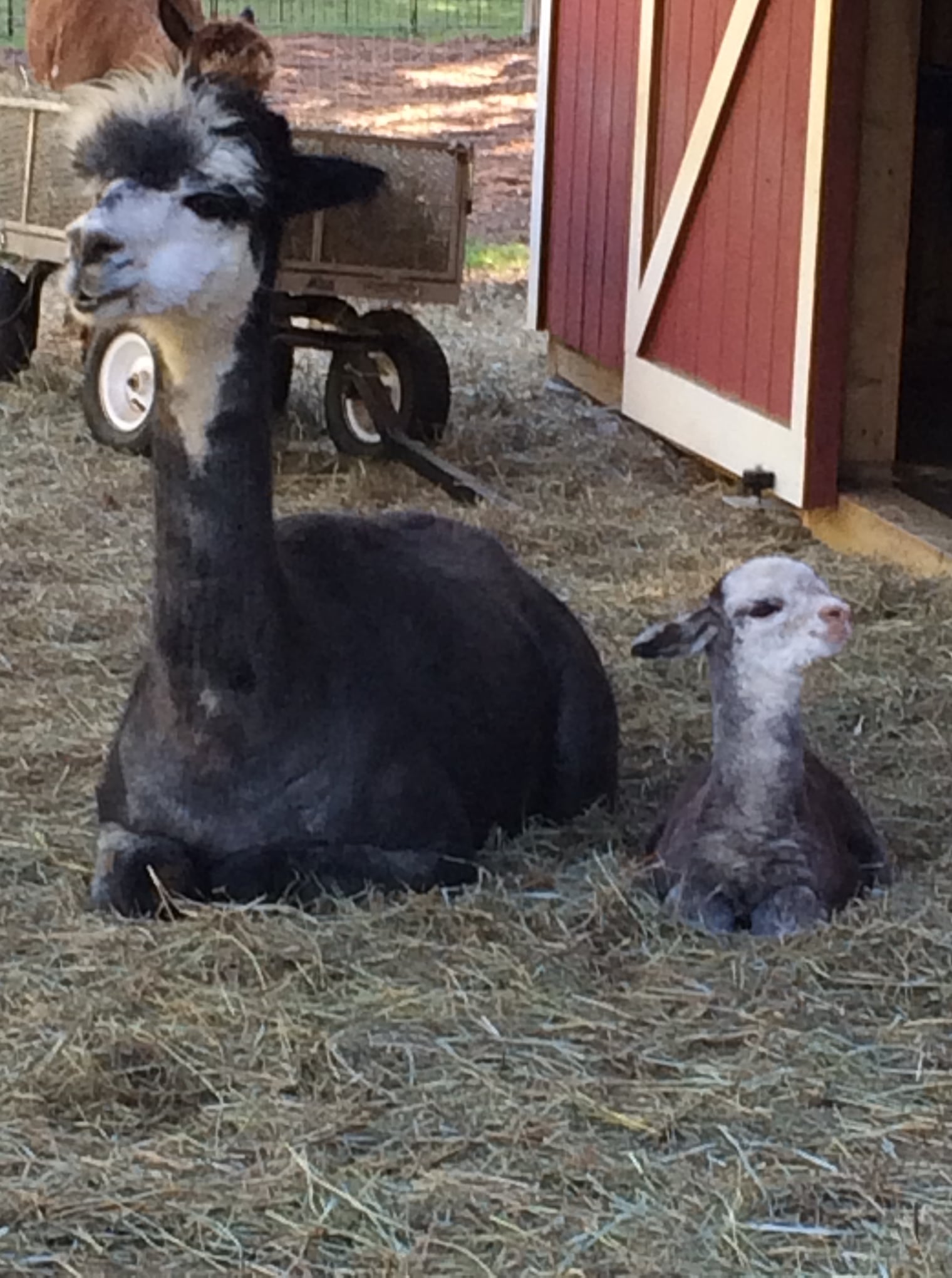 Yarn: Winnie, Dark Gray DK