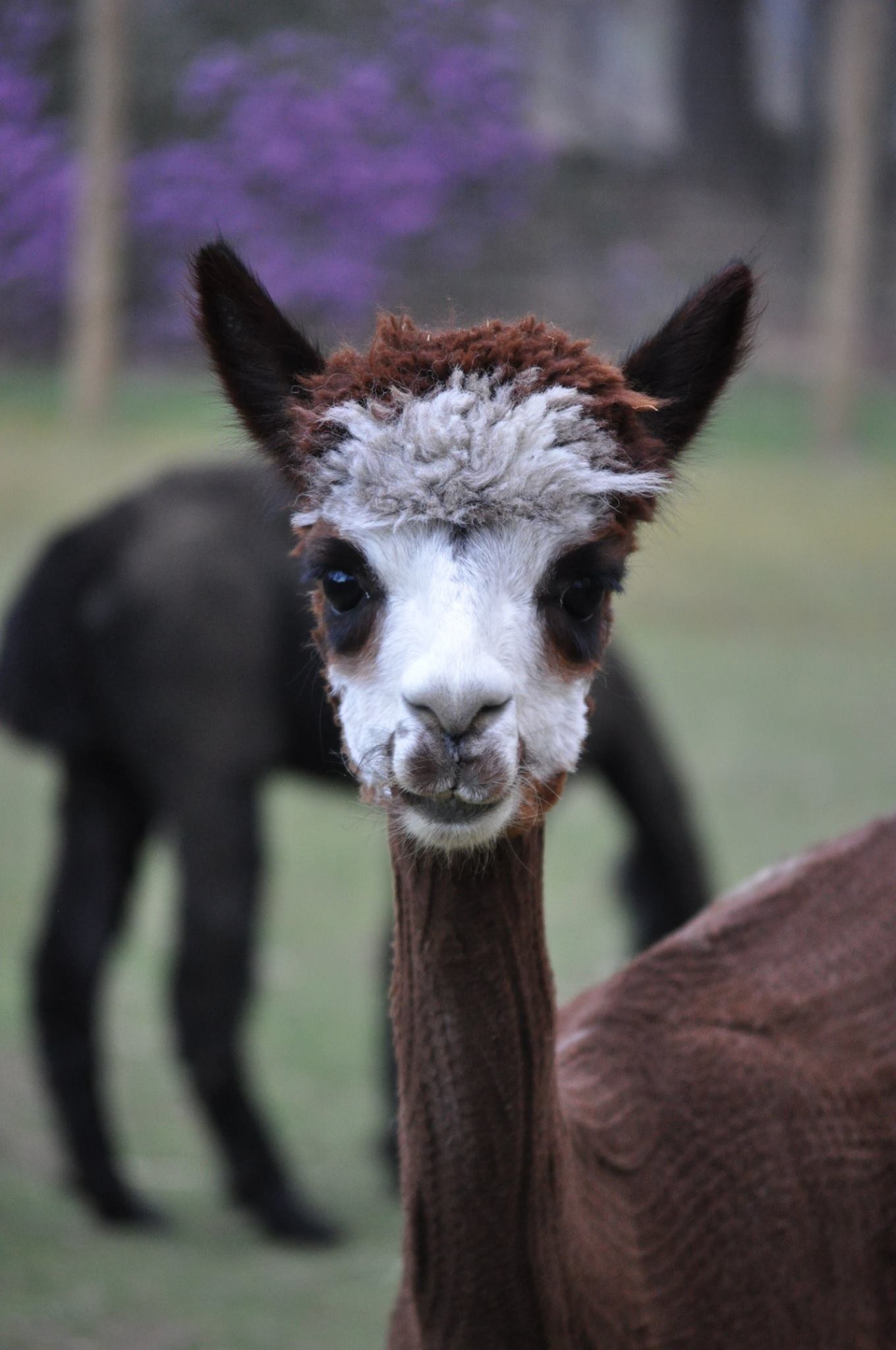Yarn: Summer, Rose Gray/Dark Brown DK