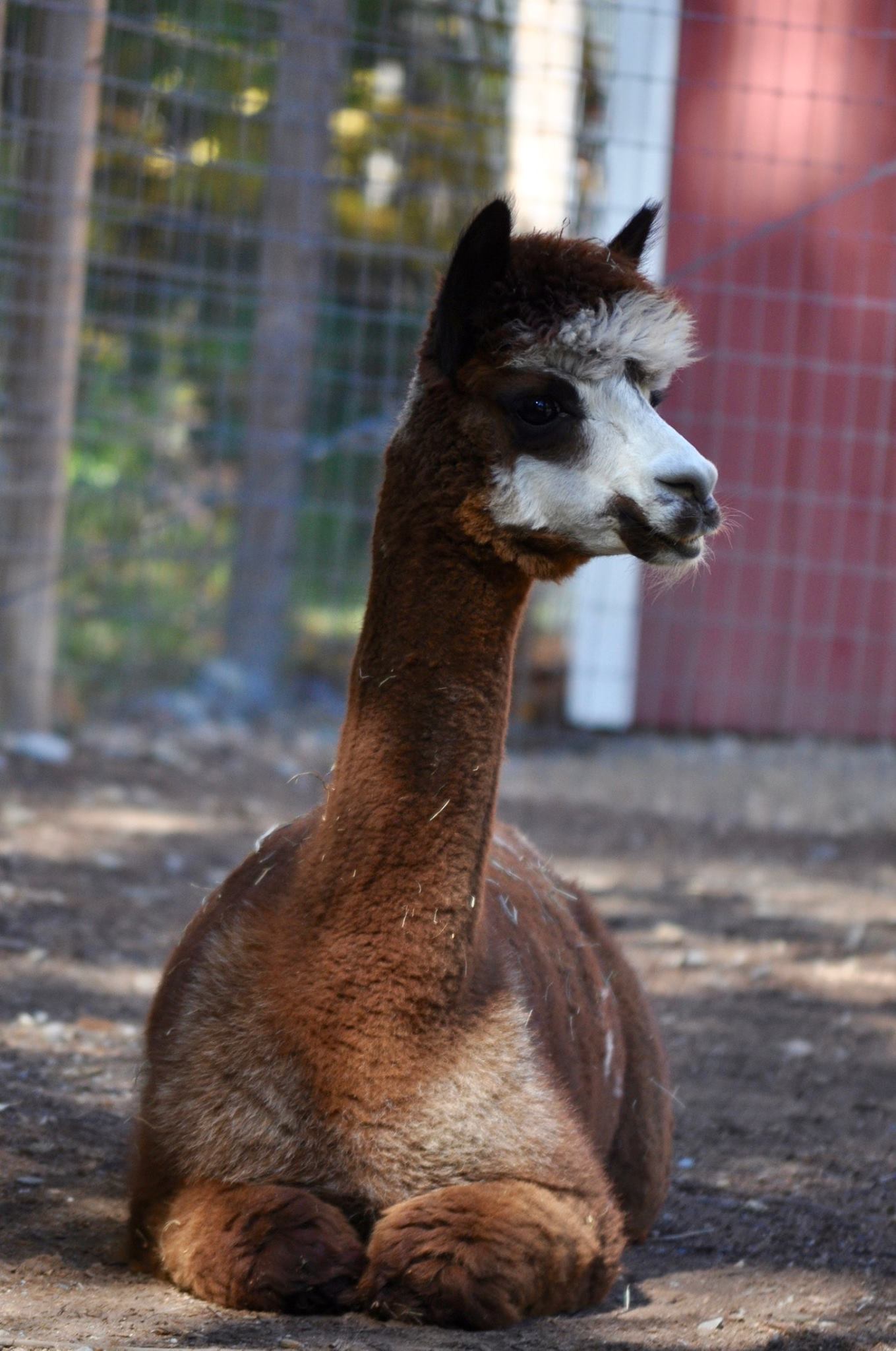 Yarn: Summer, Rose Gray/Dark Brown DK