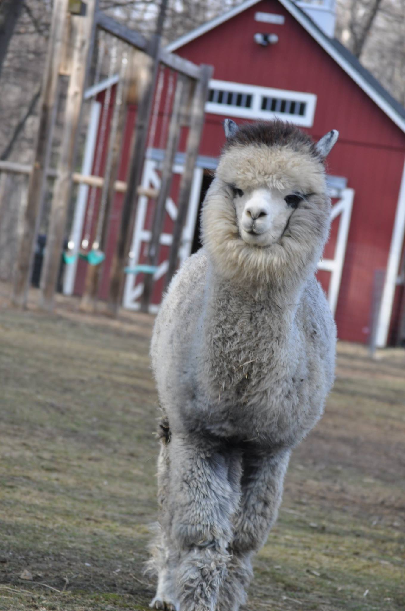 Yarn: Winston, Light Gray DK