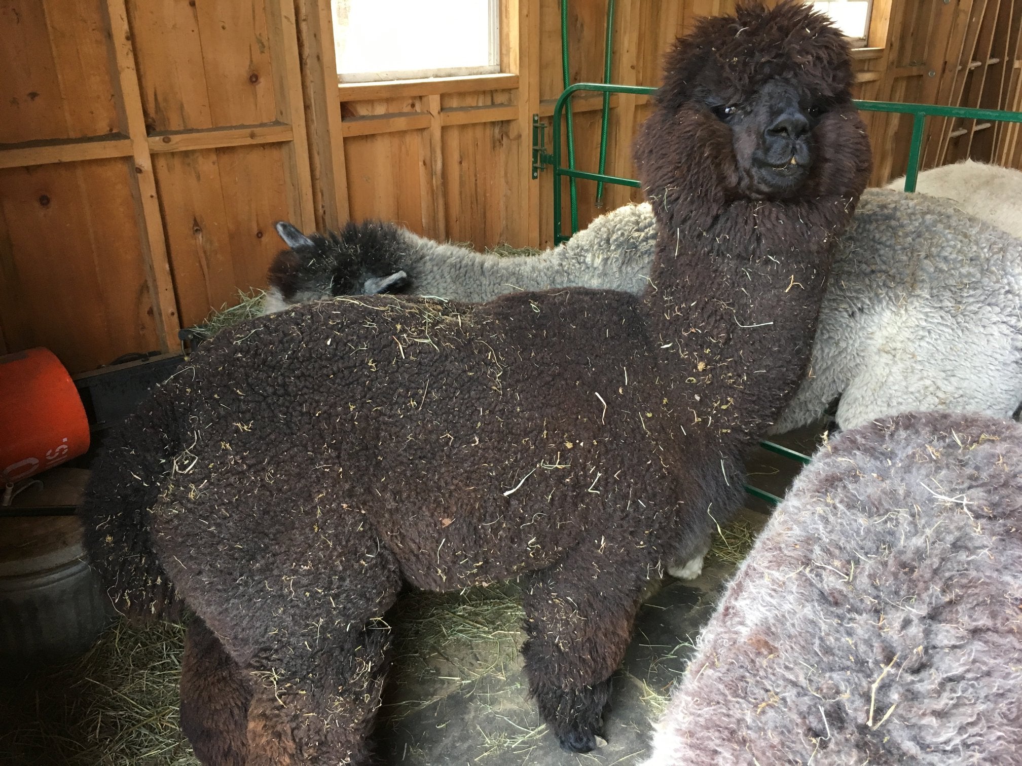 Yarn: Salem, Black DK